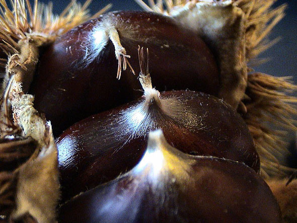  Image name: 16-castagne.jpg 
 width: 590 pixel 
 height: 443 pixel 
 Size: 74420 bytes 
 Click to enlarge 